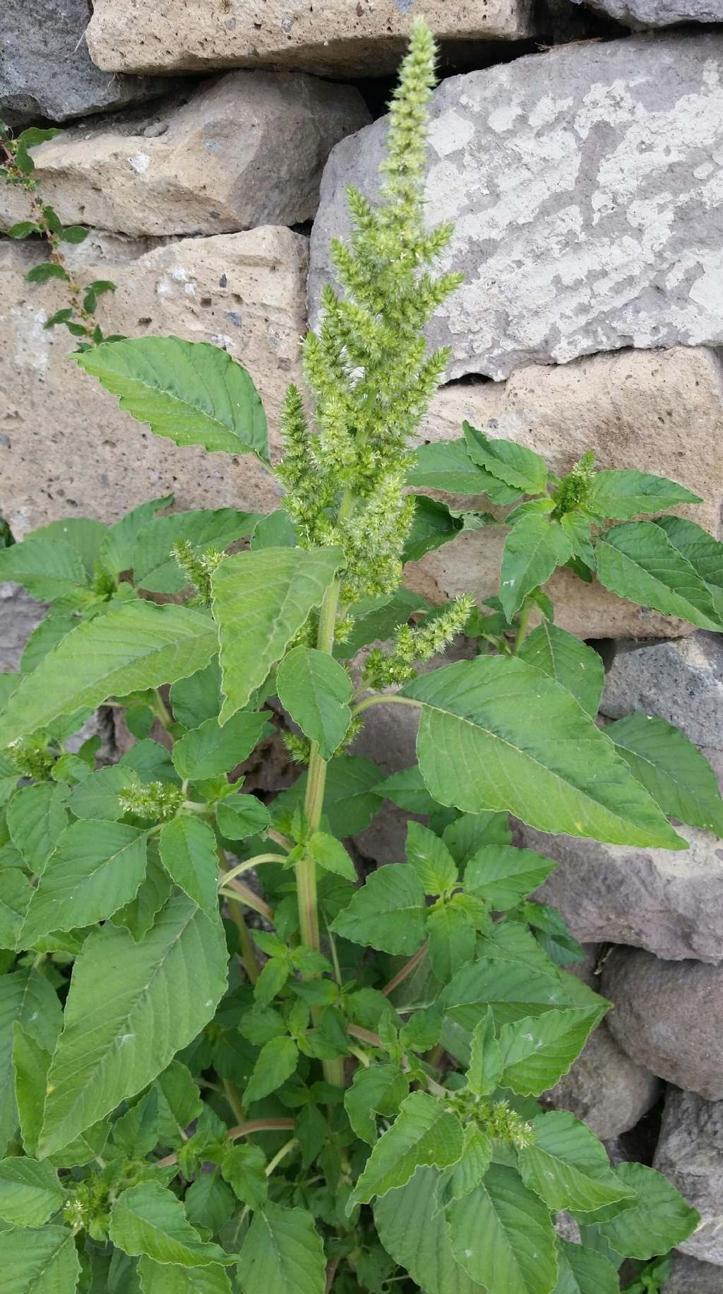 Amaranthus retroflexus?